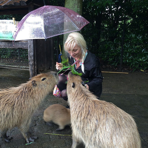 capybara at Nagasaki Bio Park