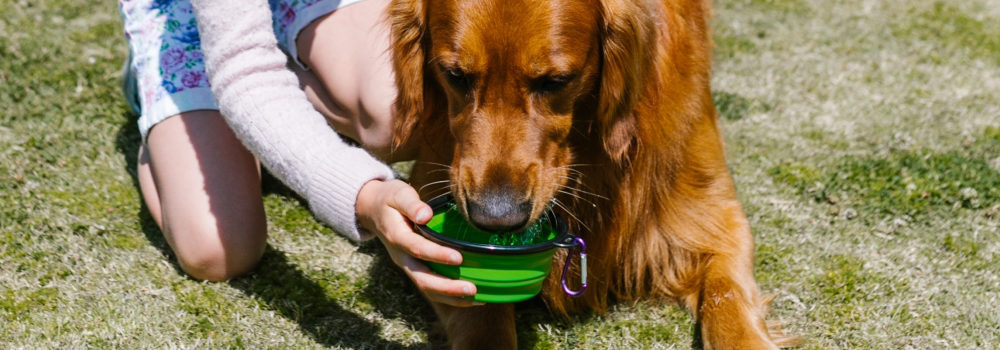 Signs of dehydration in dogs and other pets