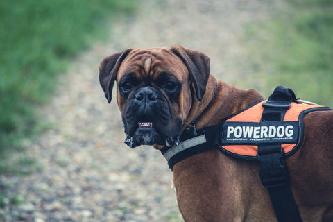 Boxer Wachhund