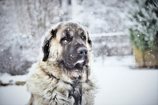 Kangal-Hirtenhund