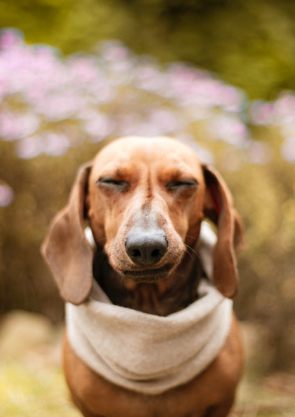 hund sehvermögen fakten