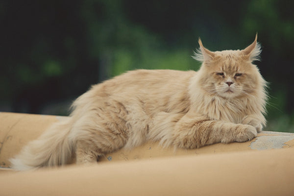 maine coon größte katze