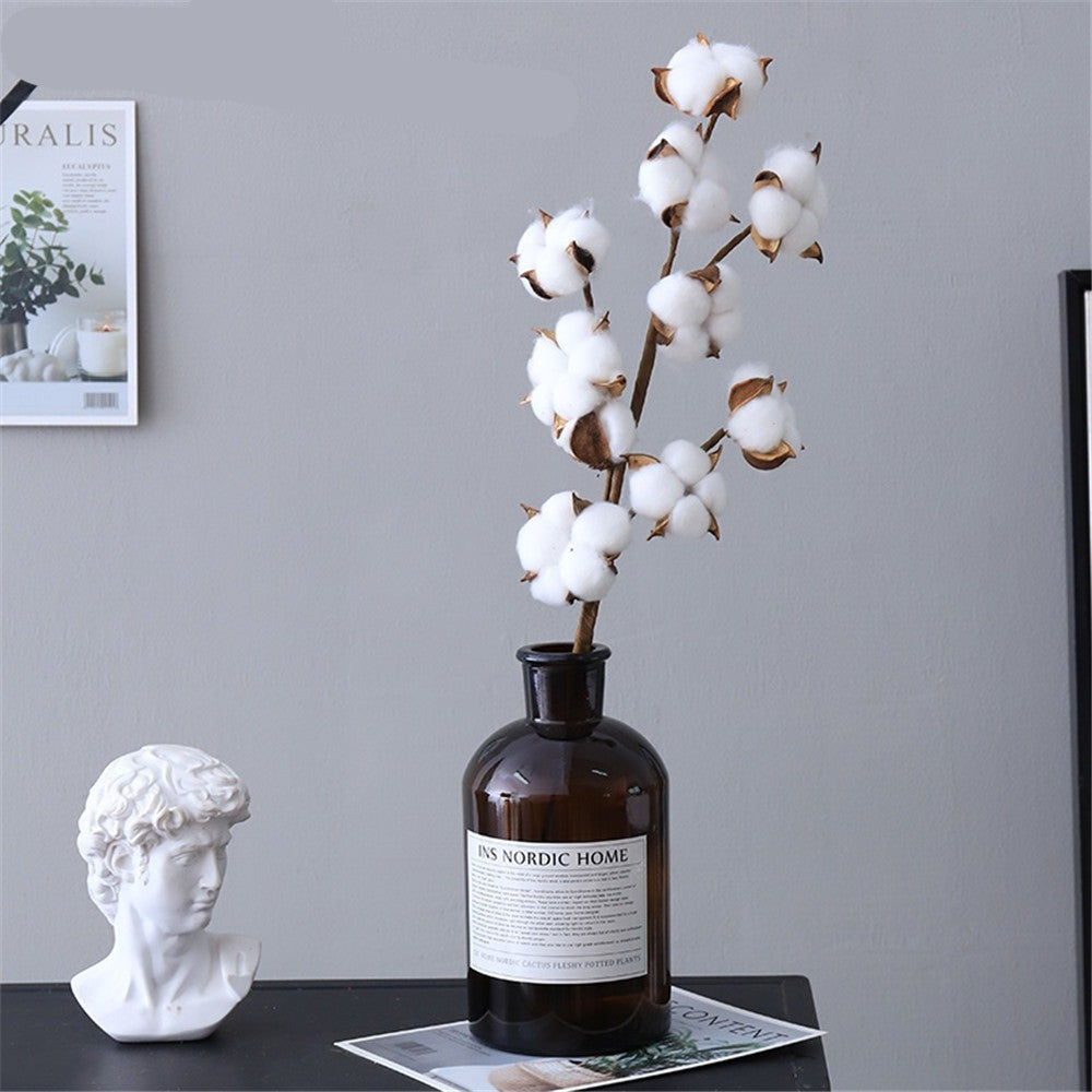 Fleur Séchée Fleur de Coton – Ma déco plantes