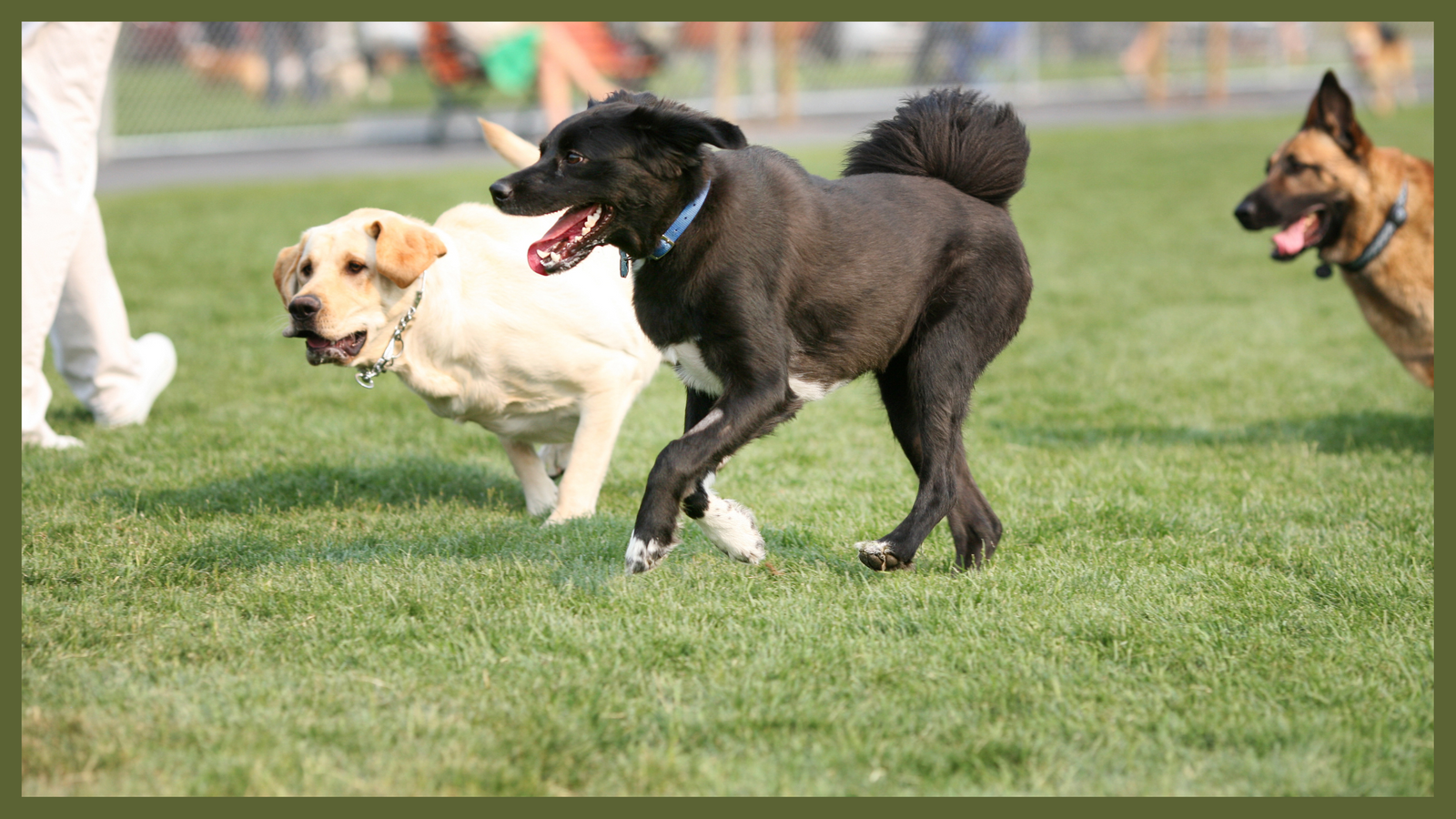 how big should a dog park be