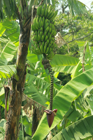 Banana tree in Guatemala