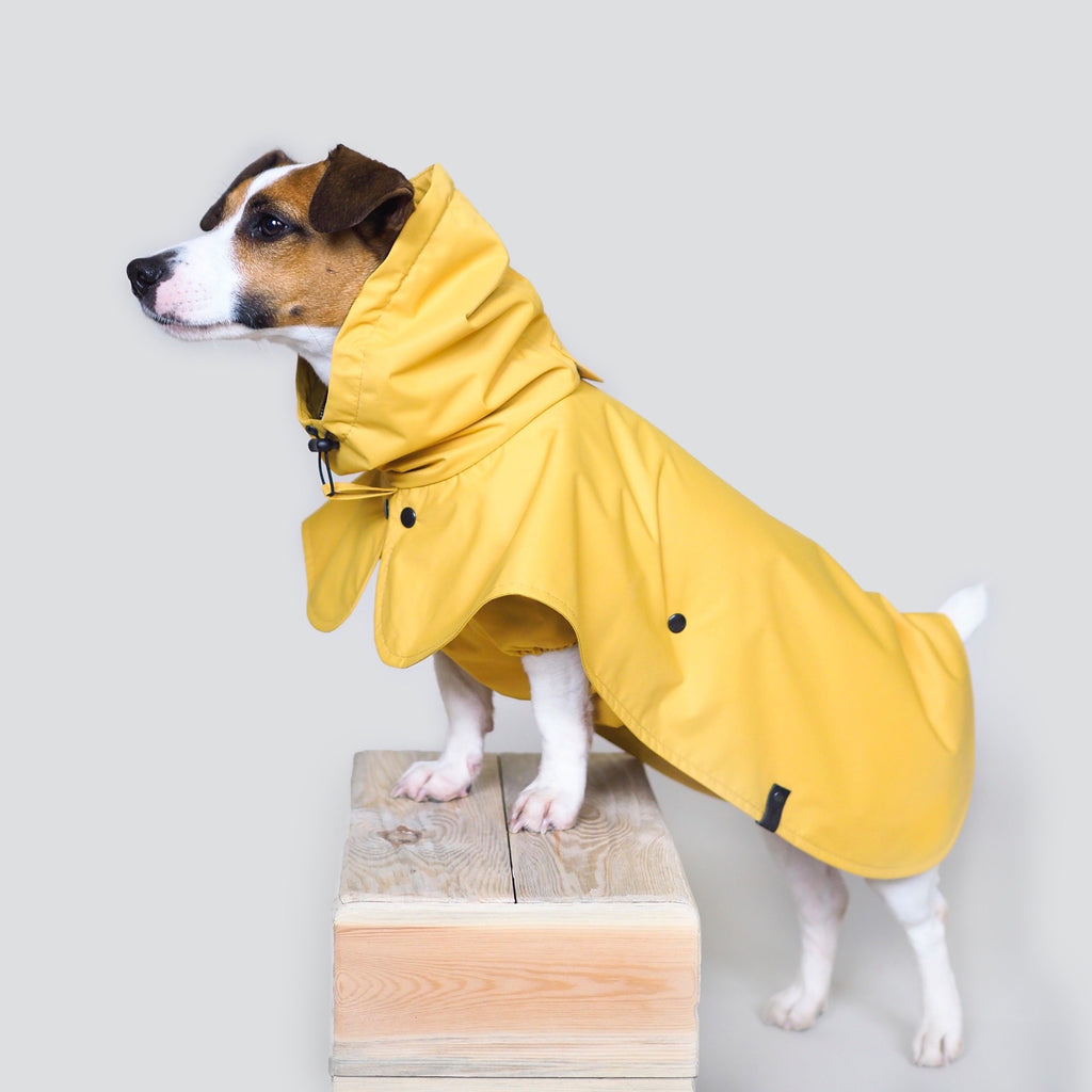 dog rain hat yellow