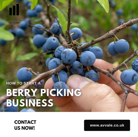 How to start a berry picking farm business