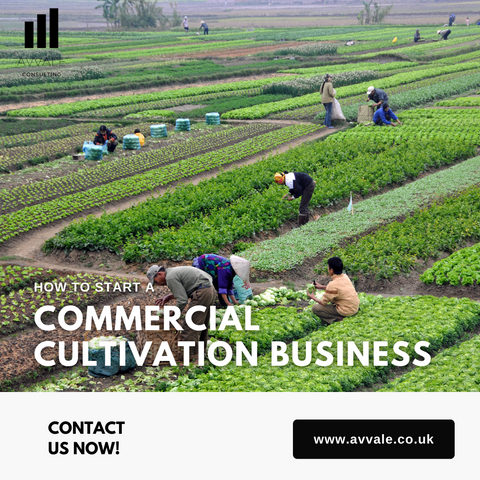 How to start a commercial cultivation business plan template