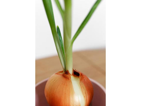 Onion Farming business plan template