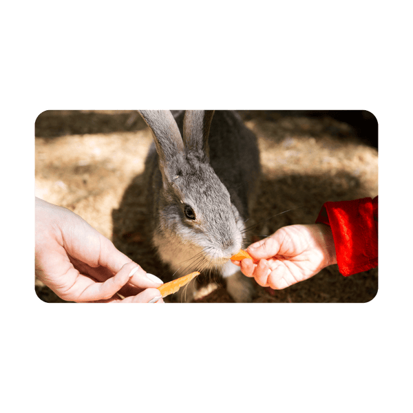 Petting Zoo Business Advice