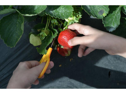 Strawberry Farming business plan template