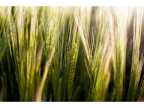 Wheat Farming business plan template