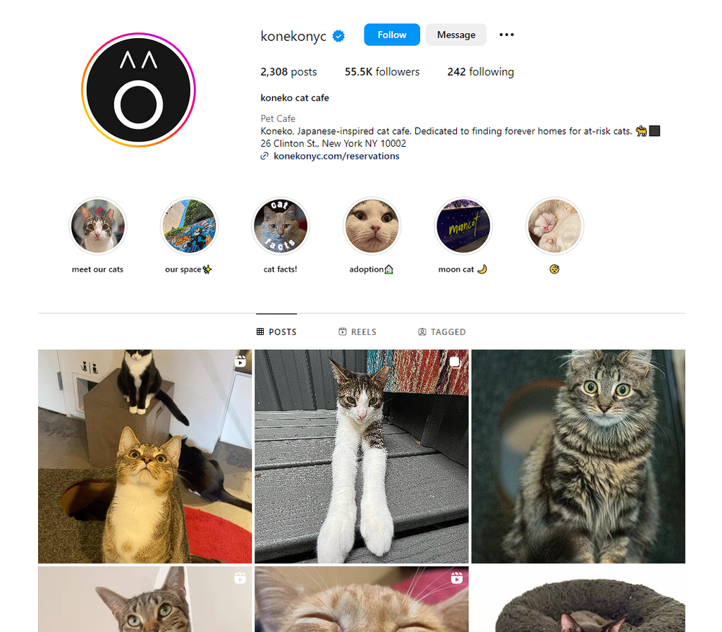 Social Media Strategy for cat cafe websites 4