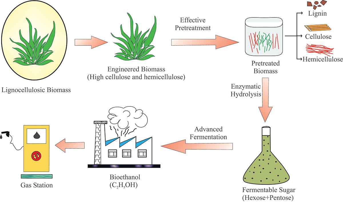 ”bioethanol