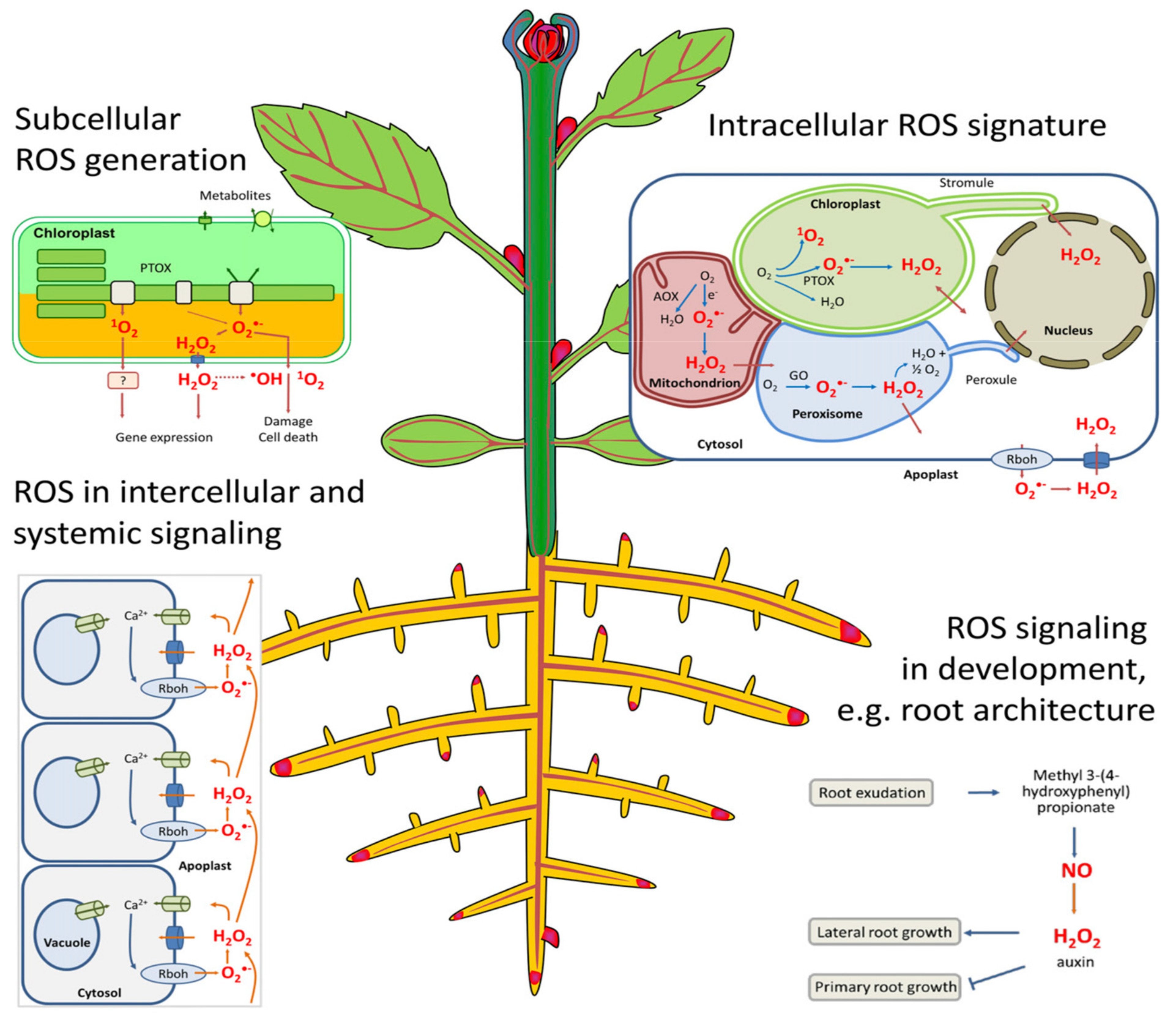 ”bioherbicides