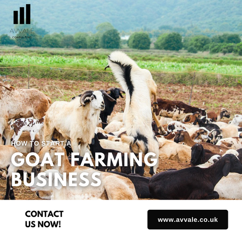 how to start a goat farming  business plan template