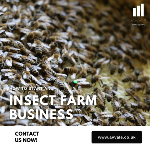 how to start a insect farm  business plan template