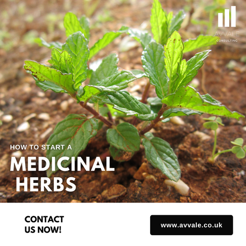how to start a medicinal herbs business plan template