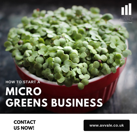 how to start a micro greens  business plan template