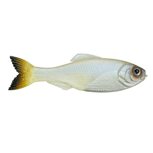 6th Sense Panorama 5.0 (Pro Blue) 3pk - Performance Fishing Electronics