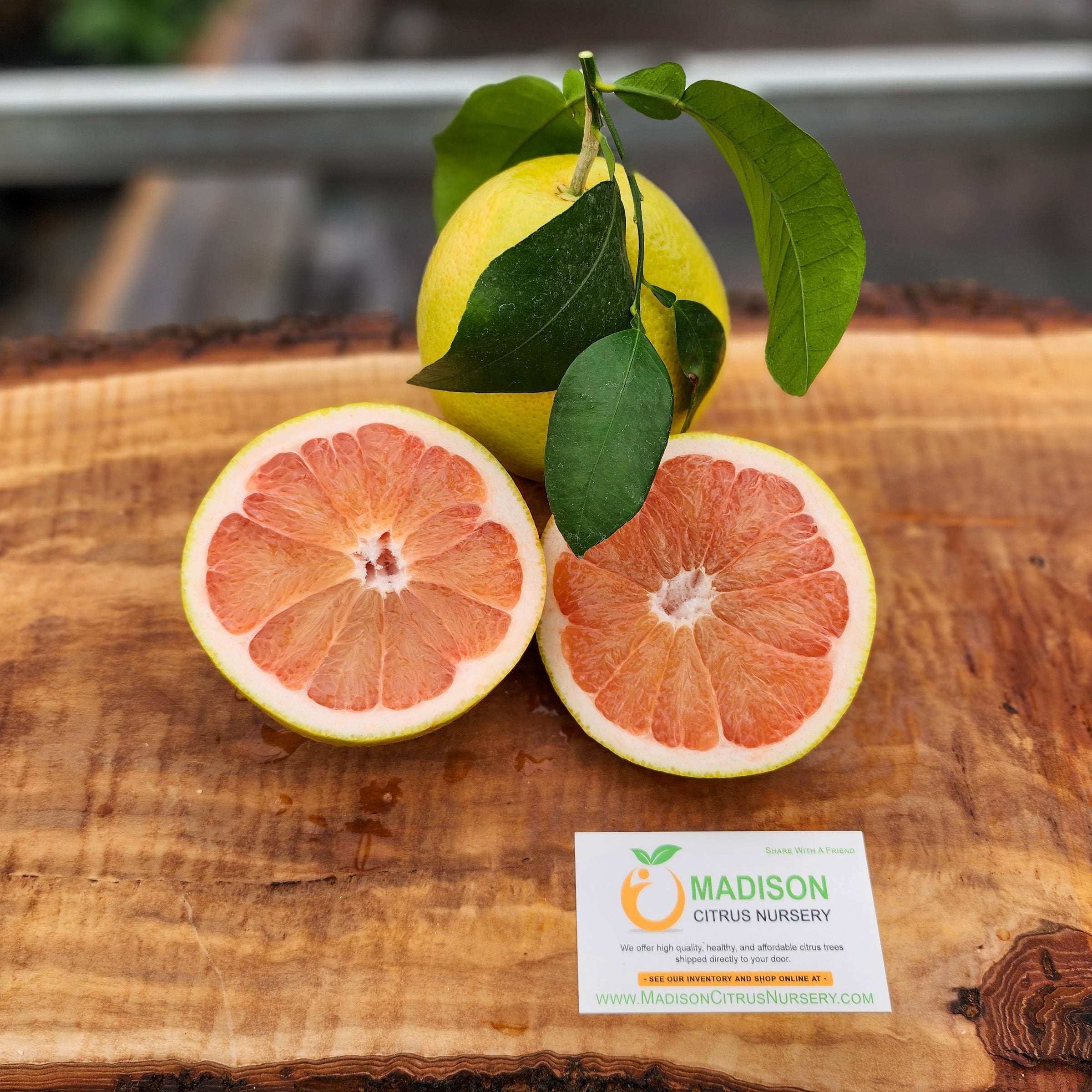 Ruby Red Grapefruit Tree
