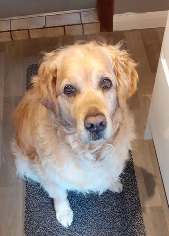 Golden Retriever sitting on a mat for Ace Canine Flex Sprinkle
