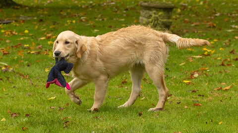 Crumble free running with a toy in her mouth.