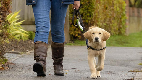 Crumble walking closely with her handler on the pavement