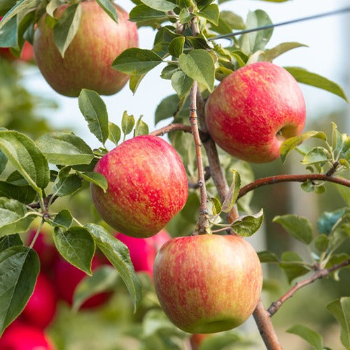 Wenatchee World - Organic Honeycrisp apples wait to be picked at the Piepel  Family Farms orchard along Grant Road near East Wenatchee Wednesday, Sept.  23, 2020. The trees are grown on a