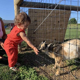 Little Girl Feeding Goats