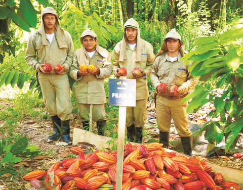 Image shows farmers holding cacao pods.