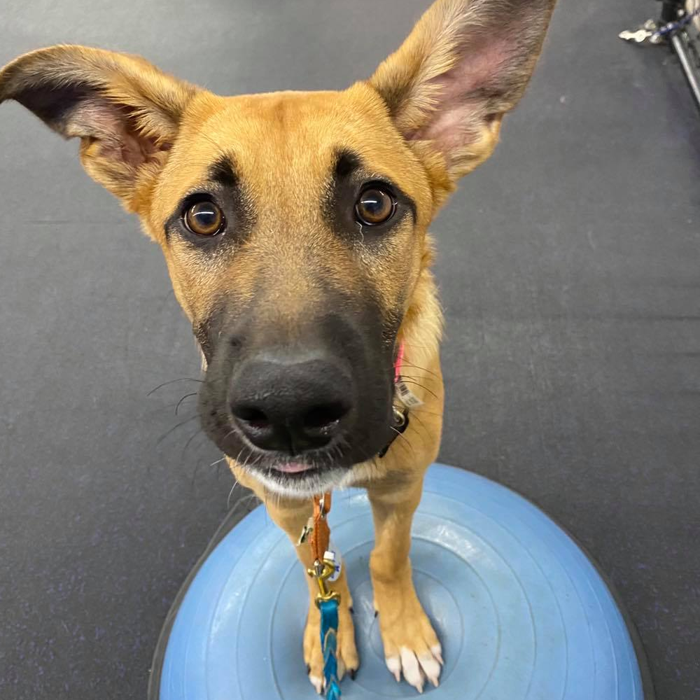 puppy boot camp near me