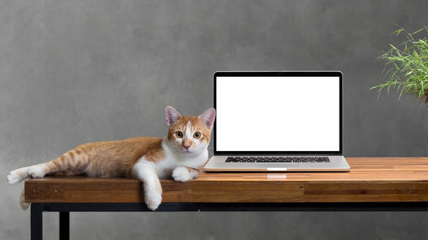 kitty-cat-sitting-on-desk