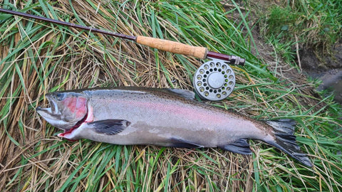 Rainbow Trout from Taupo