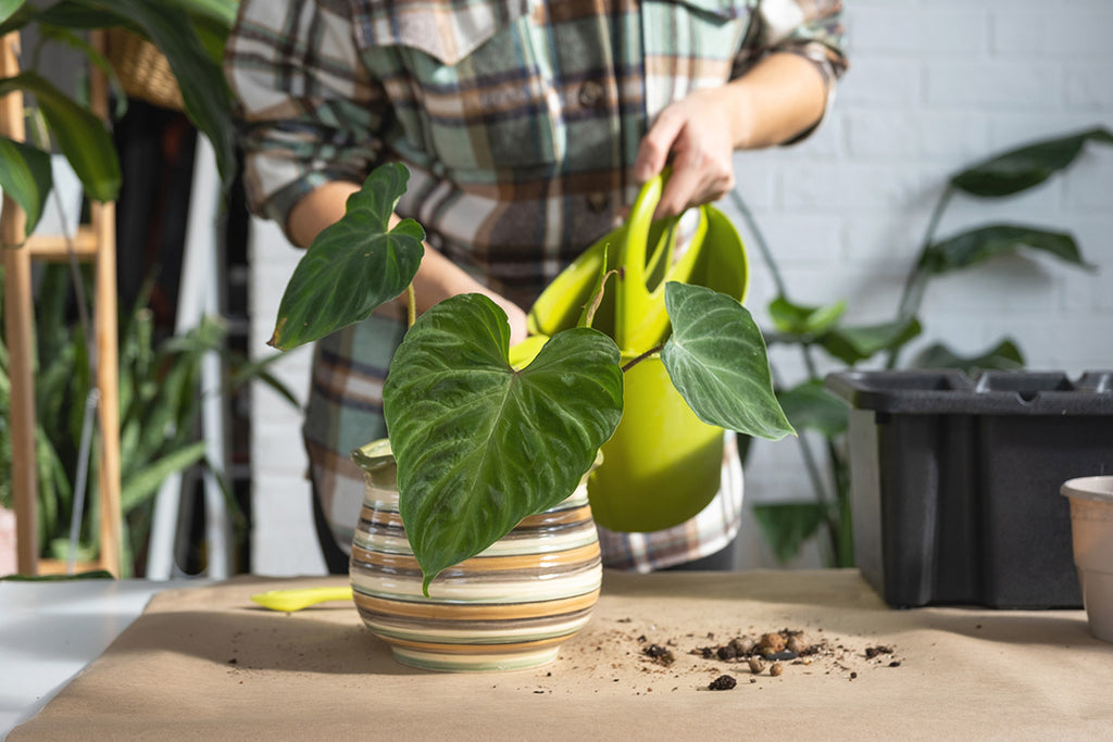 Philodendron watering