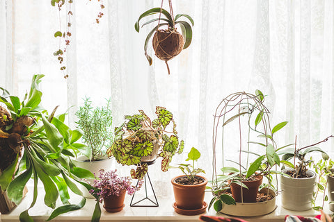 plants-behind-sheer-curtain