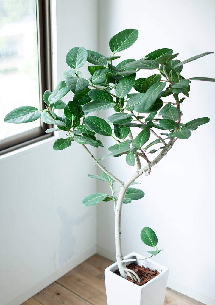 ficus audrey plant