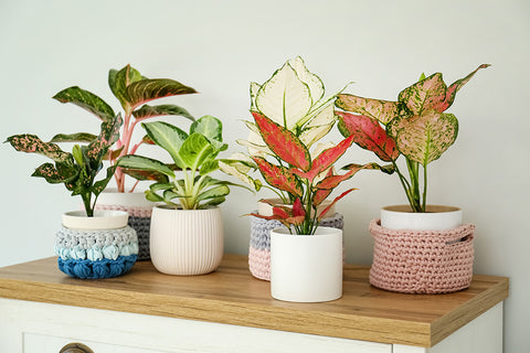 Grouping houseplants on a shelf
