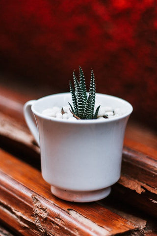 Haworthia