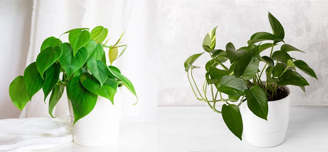 Spot the difference: heart-shaped philodendron vs pothos.