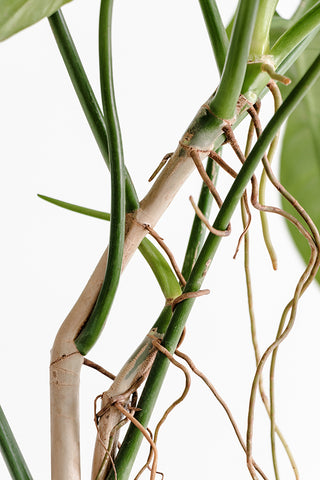 Close up of philodendron aerial roots