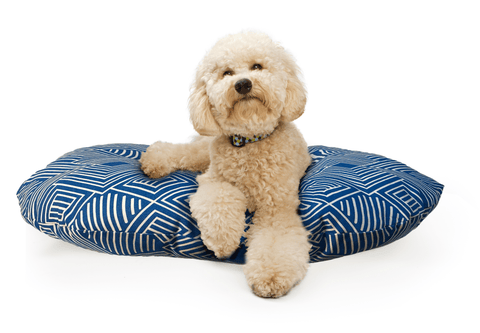 WHITE POODLE LAYING ON ROUND PET BED