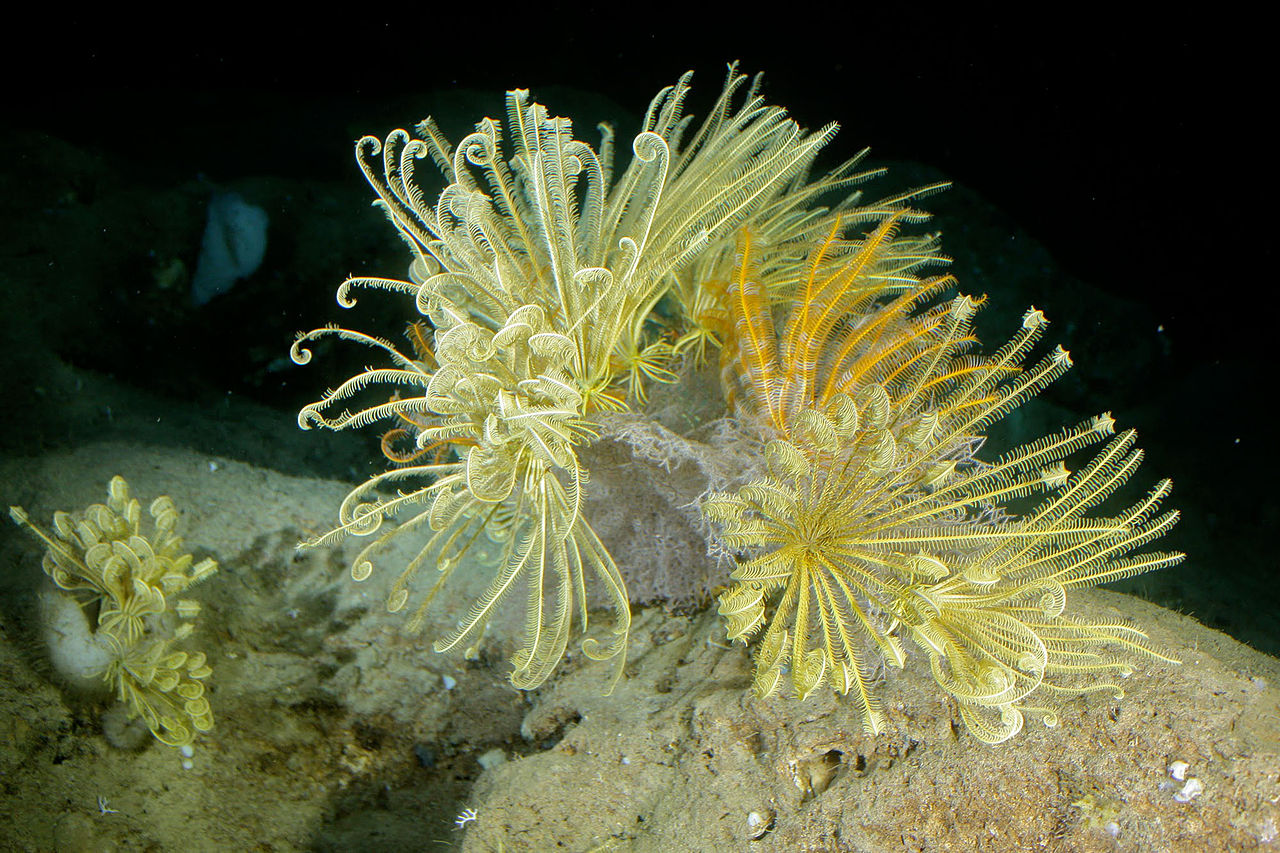 Living crinoids