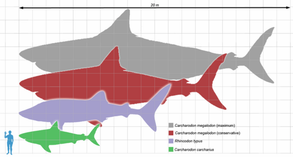 Megalodon Size comparison chart