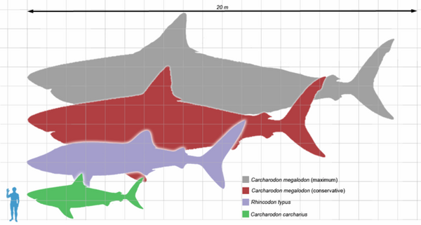 megalodon size comparison tooth