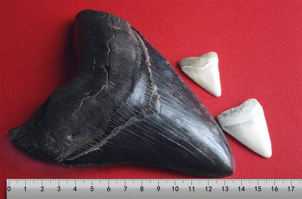 Megalodon tooth next to modern great white teeth