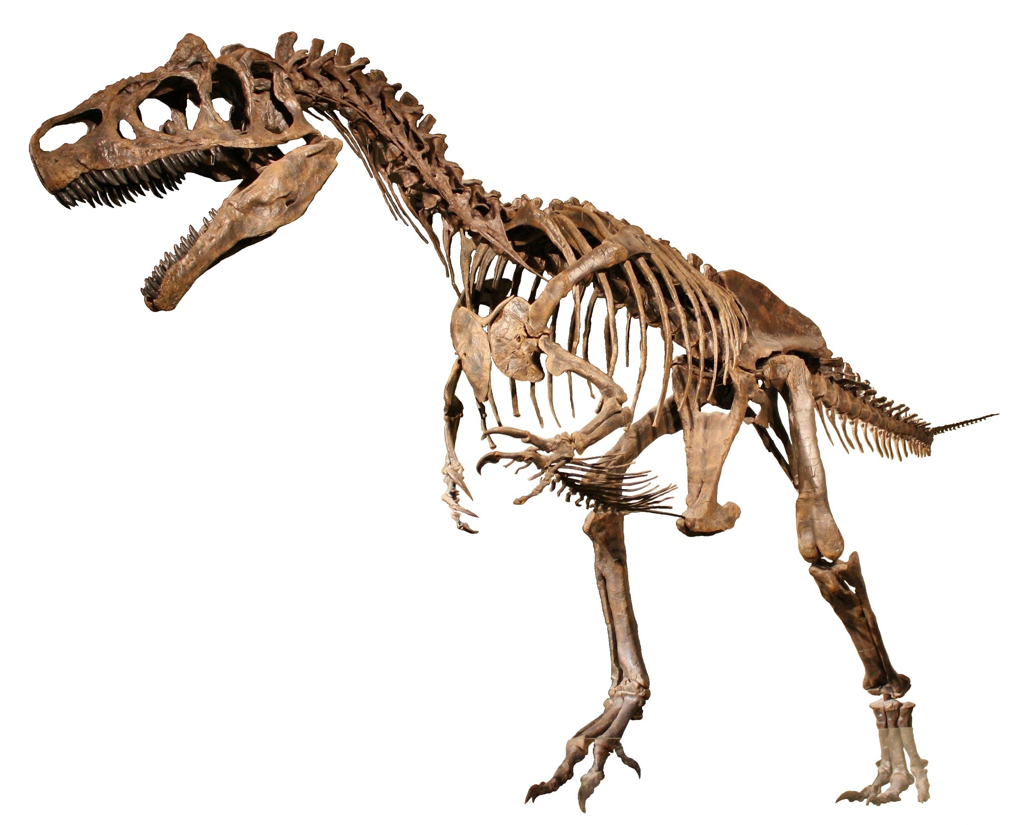 Allosaurus skeleton