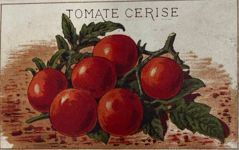 tomate cerise issue d'un vieux catalogue de variétés Catros Gerand