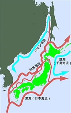 Migration Junpei
