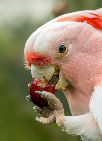 pet bird parrot care